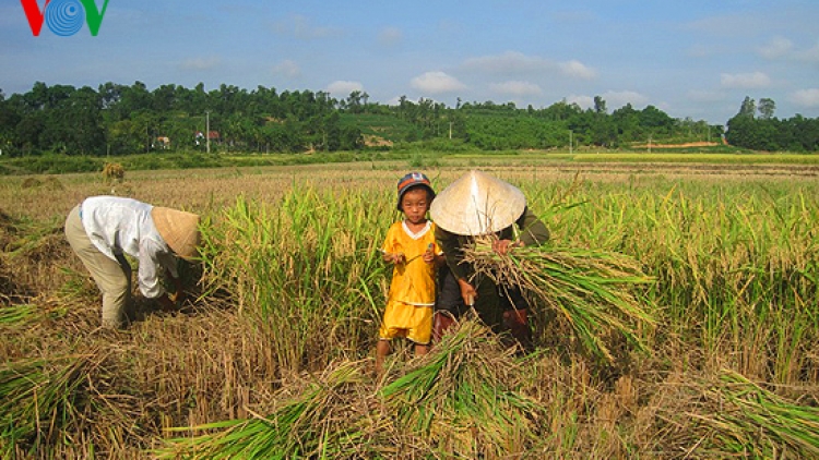 Nông nghiệp và nông thôn ngày 1/6/2015: Các tỉnh phía Bắc được mùa vụ Đông Xuân .