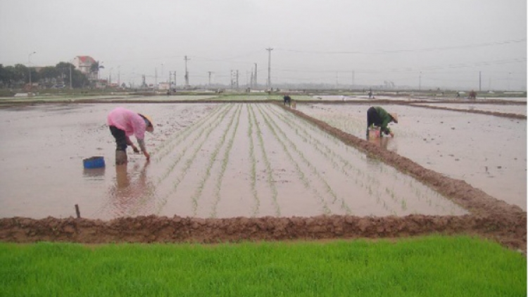 Nông nghiệp và nông thôn ngày 07/5/2015: Công nghệ cấy lúa theo phương pháp cải tiến.