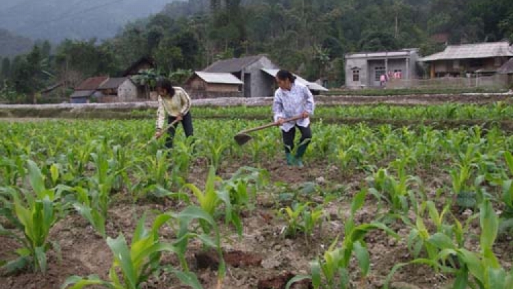 Nông nghiệp và nông thôn ngày 09/5/2015: Mở rộng diện tích ngô - bước đột phá phát triển kinh tế Lai Châu.