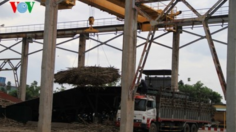 Nan giải bài toán phát triển bền vững ngành mía đường (Nông nghiệp và nông thôn ngày 14/6/2015)