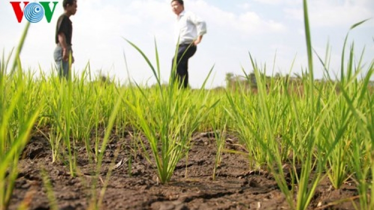 Chuyển đổi giống cây trồng thích nghi với hạn hán (Nông nghiệp và nông thôn ngày 15/6/2015)