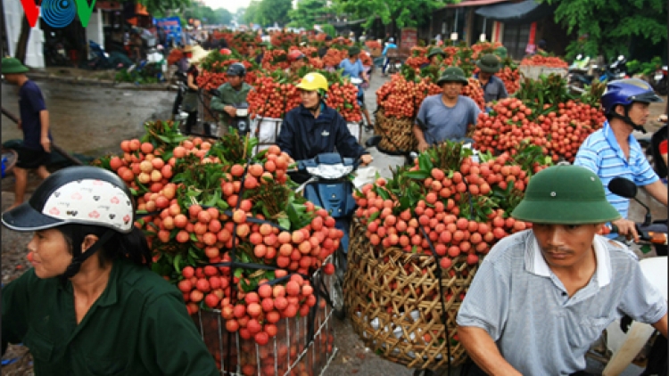 Tìm giải pháp tháo gỡ cho tiêu thụ nhãn, vải (Nông nghiệp và nông thôn ngày 21/6/2015)