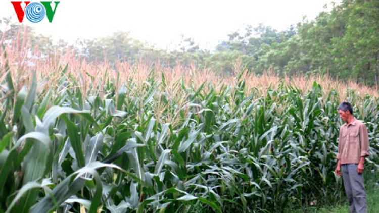 Nông nghiệp và nông thôn ngày 7/6/2015: Ngô ngoại đè bẹp ngô nội.