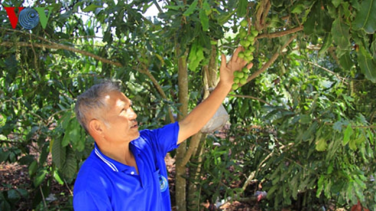 Nông nghiệp và nông thôn ngày 8/6/2015: Chưa có quy hoạch cho mắc ca.