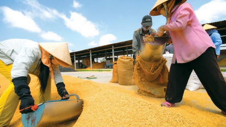Tiêu thụ lúa tại Đồng bằng sông Cửu Long – vẫn khó nhiều bề (Nông nghiệp và nông thôn ngày 26/7/2015)