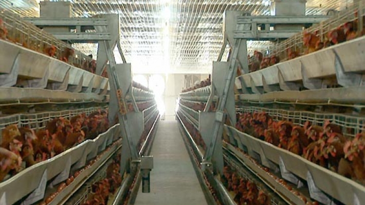 Ngành chăn nuôi thay đổi để hội nhập (Nông nghiệp và nông thôn ngày 28/7/2015)