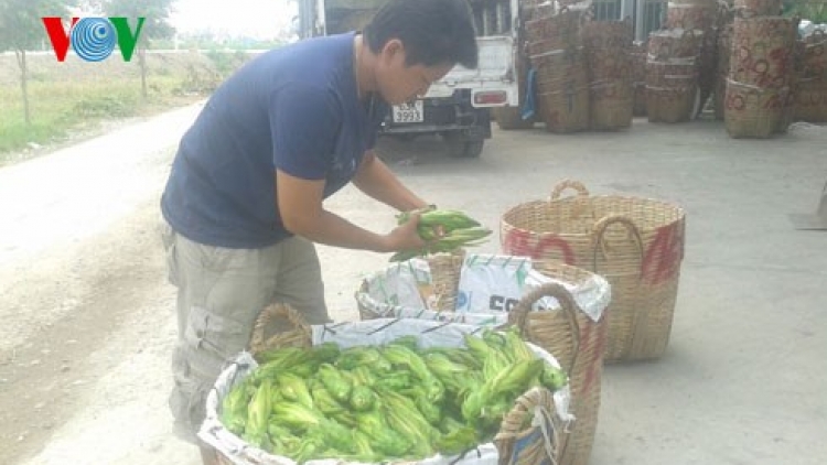 Thận trọng với những chiêu trò của thương lái Trung Quốc (Nông nghiệp và nông thôn ngày 8/7/2015)