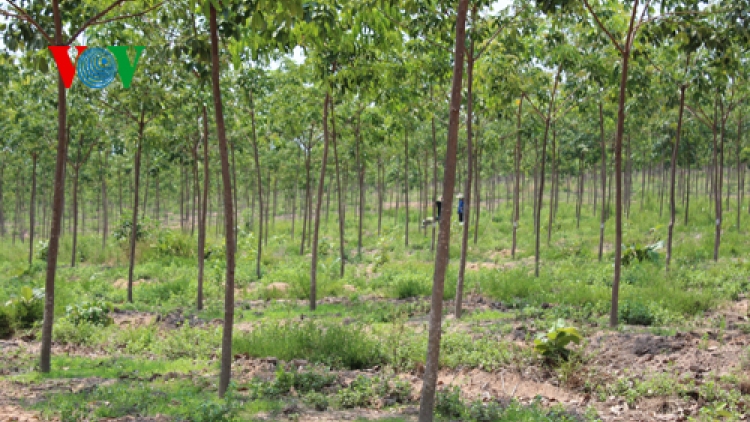 Khó khăn trong công tác giao rừng cho người dân (Nông nghiệp và nông thôn ngày 9/7/2015)