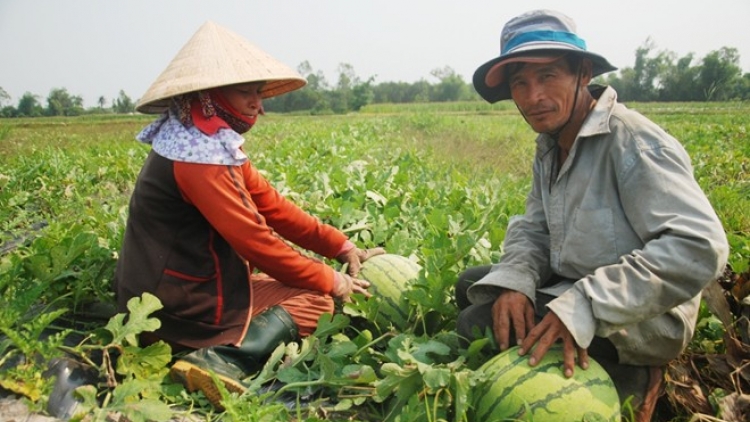 Mở rộng diện tích trồng cây ăn quả vẫn vướng ở khâu quy hoạch (Nông nghiệp và nông thôn ngày 11/8/2015)