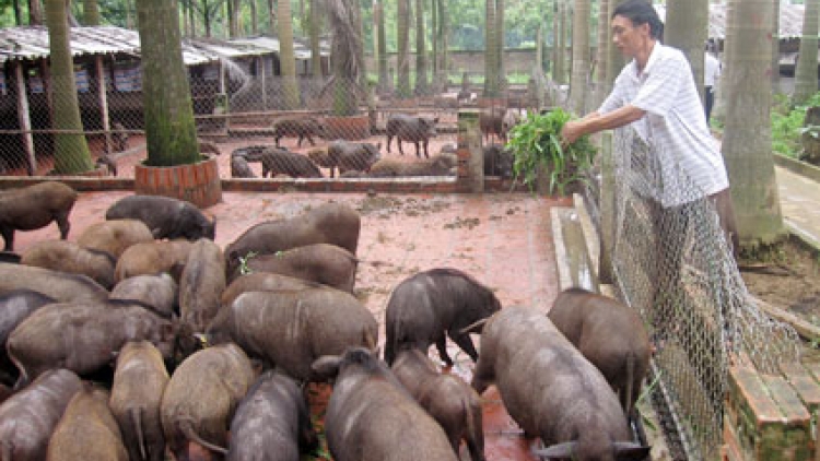 Gắn sản xuất với thị trường: Nhìn từ mô hình nuôi lợn ở Thạch Thất, Hà Nội (Nông nghiệp và nông thôn ngày 18/8/2015)