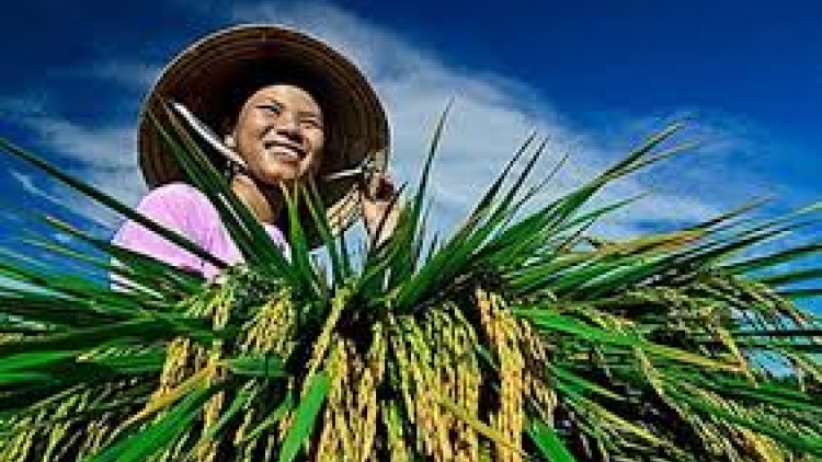 Nông dân thi đua sản xuất kinh doanh giỏi, giúp nhau làm giàu (Nông nghiệp và nông thôn ngày 7/8/2015)