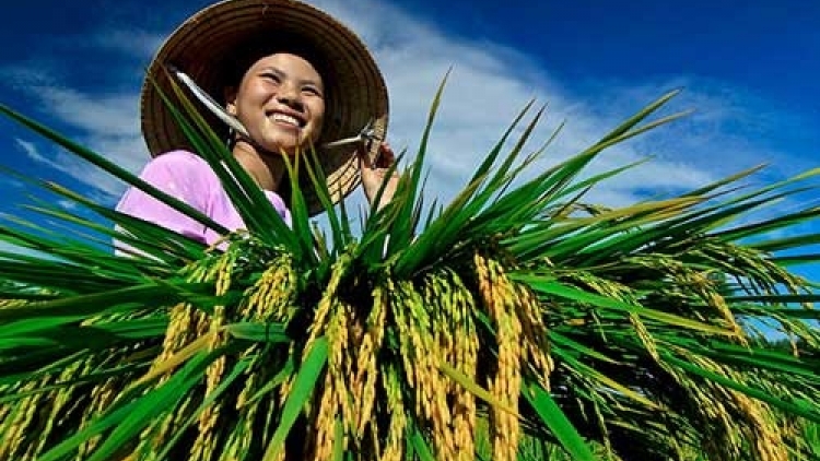 Khơi dậy sức mạnh nông dân.