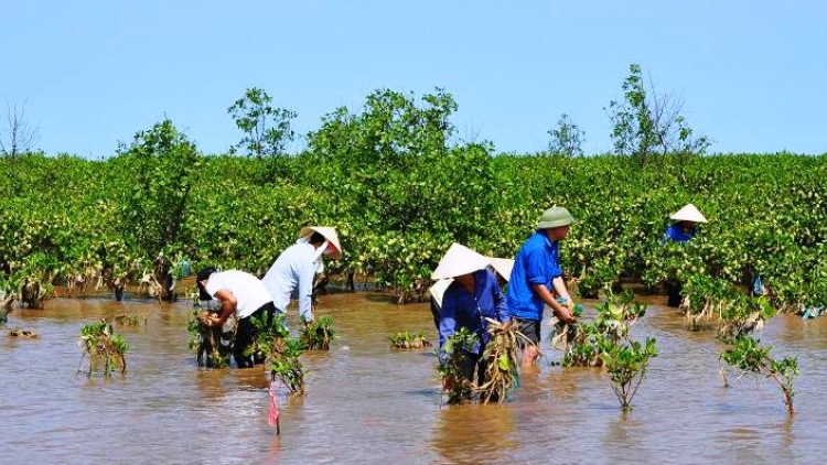 Tỉnh Nam Định phát triển rừng ven biển gắn với sinh kế người dân.