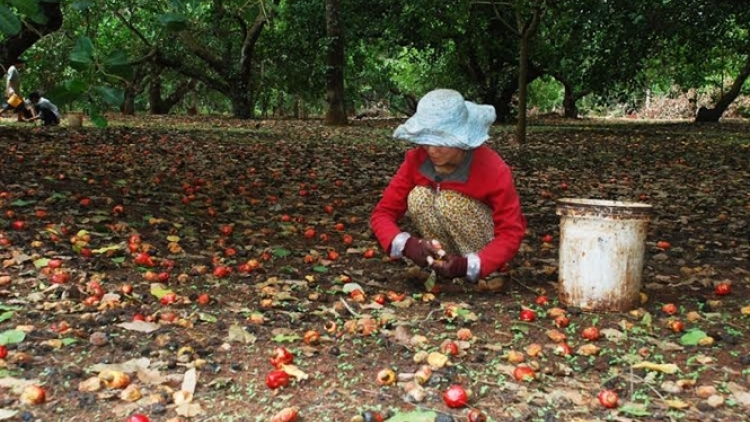 Làm gì để phát triển ngành trồng điều bền vững?