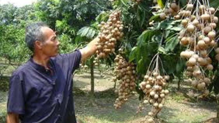 Phát triển nhãn chín muộn, hướng đi của nông nghiệp Hà Nội