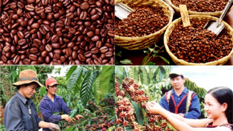 Phát triển cà phê bền vững tại Tây Nguyên (08/10/2016)