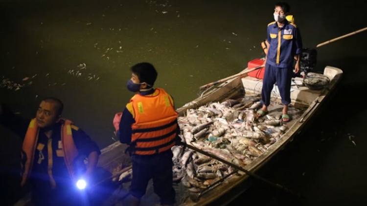 Cá chết hàng loạt tại Hồ Tây, Hà Nội 2 ngày qua (3/10/2016)