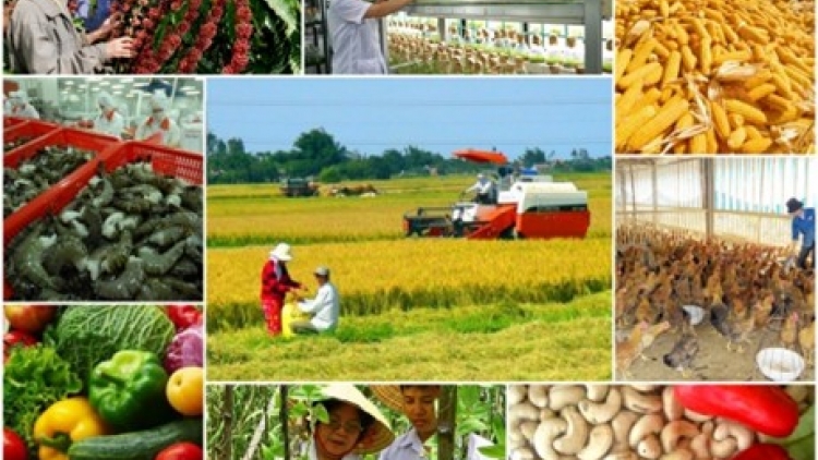 Sau hai quý tăng trưởng âm, ngành nông nghiệp bắt đầu tăng trưởng trở lại (Thời sự trưa 7/10/2016)