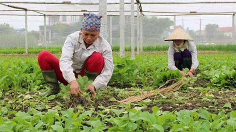 Sản xuất sạch: Con thuyền không lái (27/10/2016)