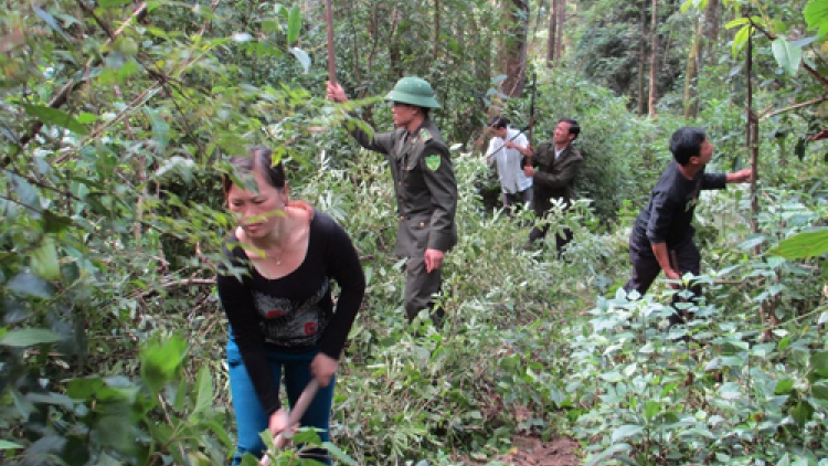 Mường Nhé, Điện Biên: Bảo vệ rừng gắn với lợi ích của người dân (17/11/2016)