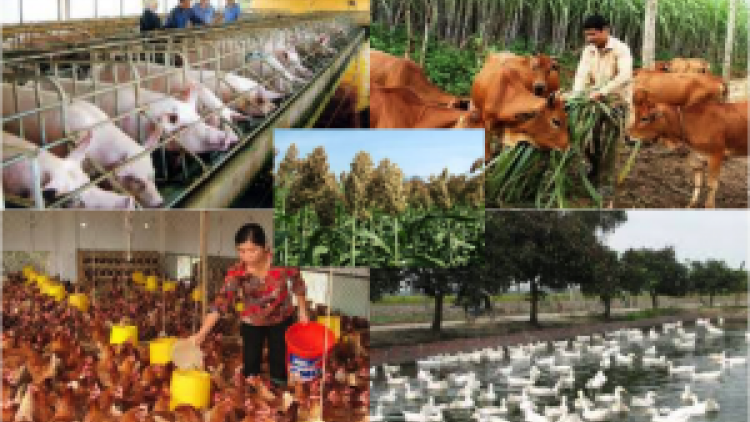 Để nâng cao hiệu quả chăn nuôi gia súc, gia cầm khu vực phía Bắc (13/11/2016)