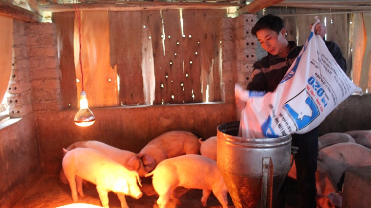 Phòng bệnh cho lợn trong mùa đông (07/12/2016)