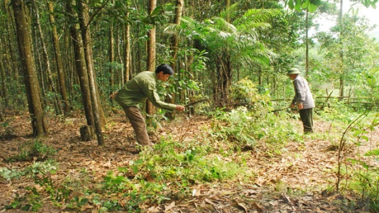 Nông dân làm giàu nhờ phát triển kinh tế rừng (11/12/2016)