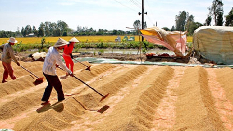 Tương lai nào cho xuất khẩu gạo của Việt Nam (14/12/2016)