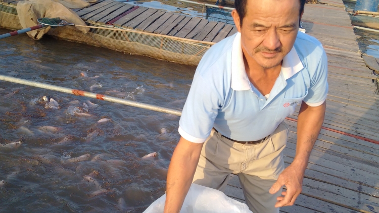 Cách “suy nghĩ lạ” của người nông dân khi mất trắng 20 tỷ đồng (28/12/2016)