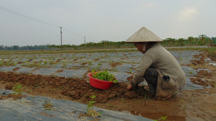 Miền Trung: Sản xuất nông nghiệp sau lũ gặp khó (10/12/2016)
