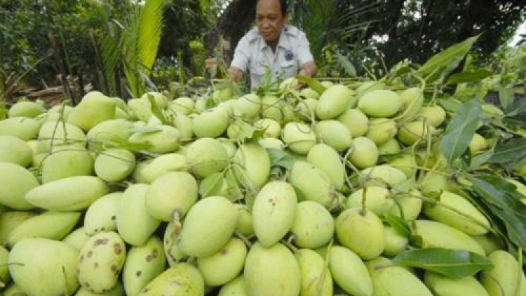 Xuất khẩu rau quả 2016 tiếp tục bứt phá ngoạn mục (16/12/2016)