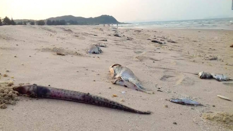 Phó Thủ tướng Chính phủ có công điện yêu cầu không kinh doanh, tiêu thụ thủy, hải sản chết bất thường tại miền Trung. (Thời sự đêm 27/4/2016)