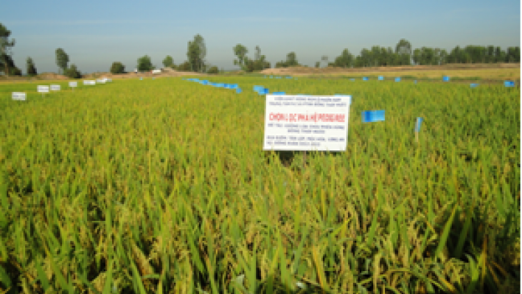 Đồng bằng sông Cửu Long sản xuất lúa giống thích ứng với hạn, mặn. (16/4/2016)