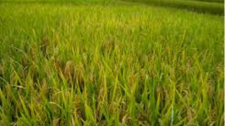 Bán lúa hè thu vừa gieo sạ: Lợi ít, hại nhiều. (19/4/2016)