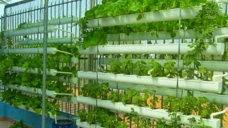 Trái ngọt của niềm tin (22/4/2016)
