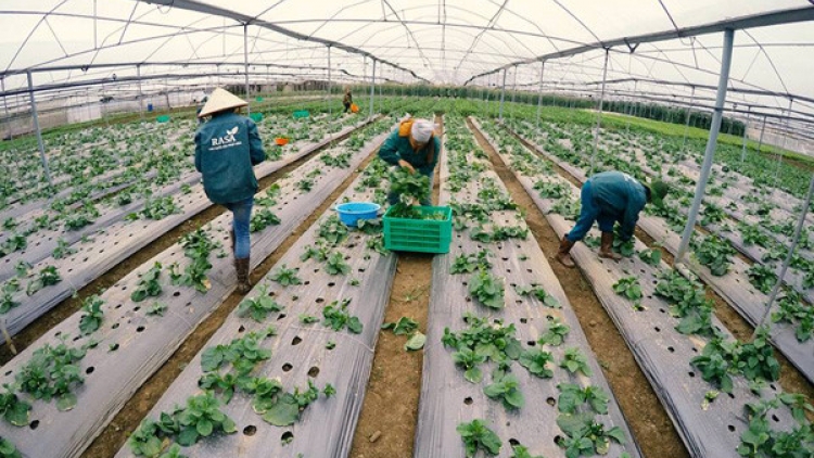 Ứng dụng công nghệ cao cho sản phẩm sạch (17/4/2016)