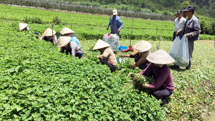 Phát triển mô hình Hợp tác xã kiểu mới thế nào cho đúng hướng. (29/5/2016)