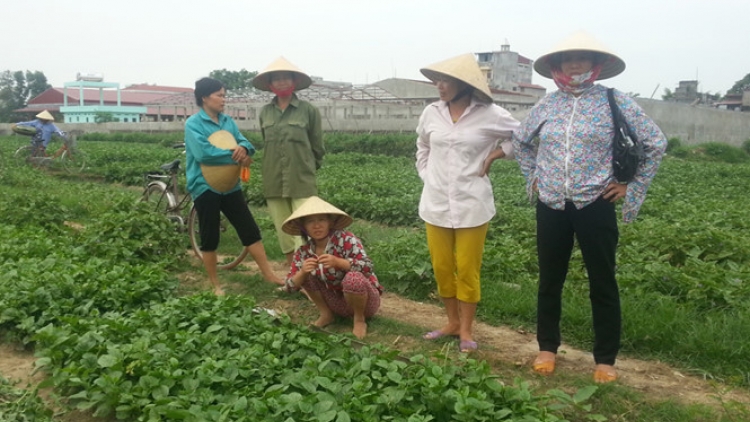 Nhiều thông tin sai sự thật về nông sản, thực phẩm đang gây thiệt hại nhiều tỷ đồng cho bà con nông dân: Thực tế này đòi hỏi loại bỏ lối làm báo kiểu giật gân, câu khách (12/5/2016)