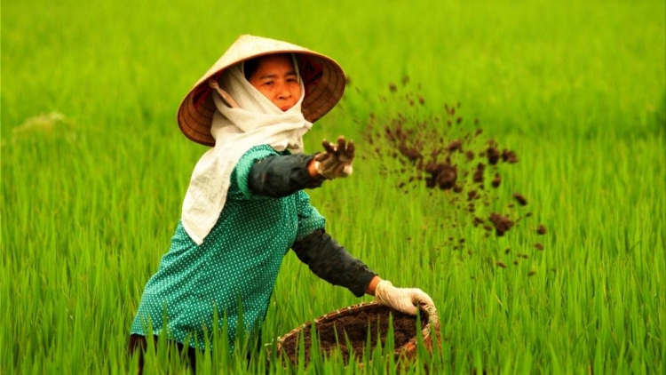 Cục Trồng trọt cho phép chứng nhận bừa chất lượng phân bón. (14/5/2016)