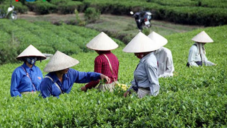 Sản xuất chè theo quy trình GAP để có sản phẩm an toàn (30/6/2016)