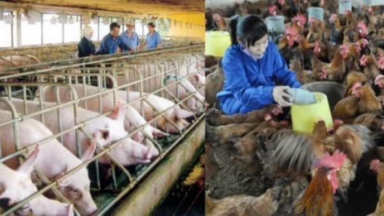 Chăn nuôi an toàn: Hướng đi để ngành chăn nuôi phát triển bền vững (19/6/2016)