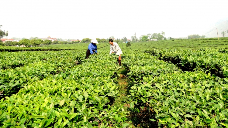 Hà Nội đẩy mạnh phát triển các sản phẩm nông nghiệp trọng điểm. (15/6/2016)