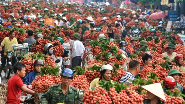 Lục Ngạn: Mùa vải chín. (20/6/2016)