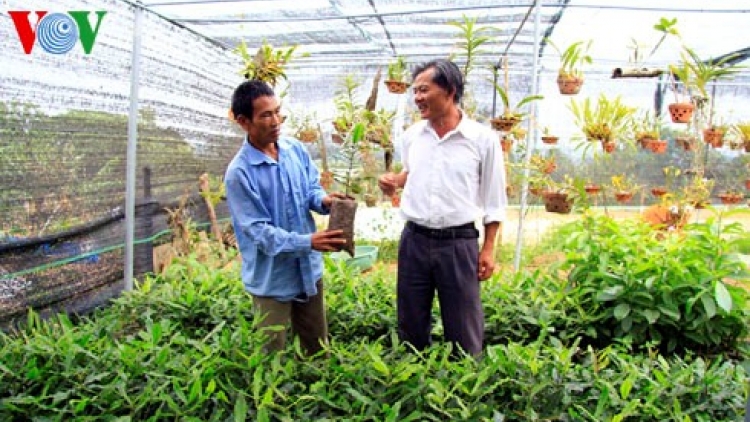 Thị trường cây giống ở Đak Lak: Không biết đâu mà lần (1/7/2016)