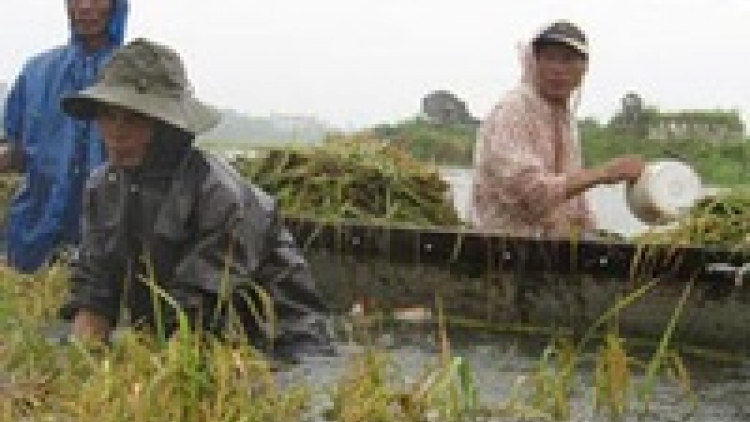 Khắc phục thiệt hại sản xuất nông nghiệp sau cơn bão số 1 (30/7/2016)