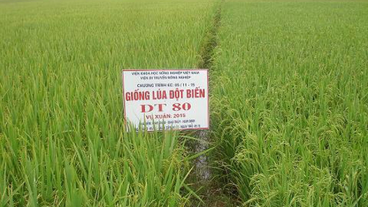 Kỹ thuật trồng lúa chịu mặn, chất lượng DT80. (13/7/2016)