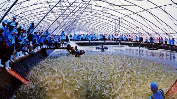 Giải pháp nuôi tôm bền vững trước biến đổi khí hậu. (05/7/2016)