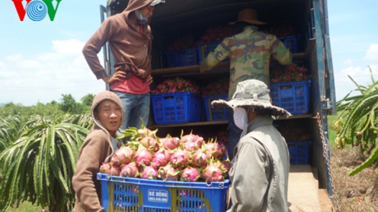 Vì sao người trồng thanh long quay lưng với VietGap? (11/8/2016)