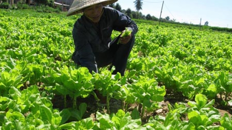 Sản xuất thực phẩm sạch: Đừng đem con bỏ chợ (1/8/2016)