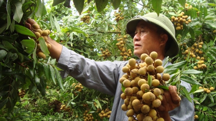 Xây dựng thương hiệu Quốc gia cho sản phẩm địa phương - cần chiến lược lâu dài (12/8/2016)